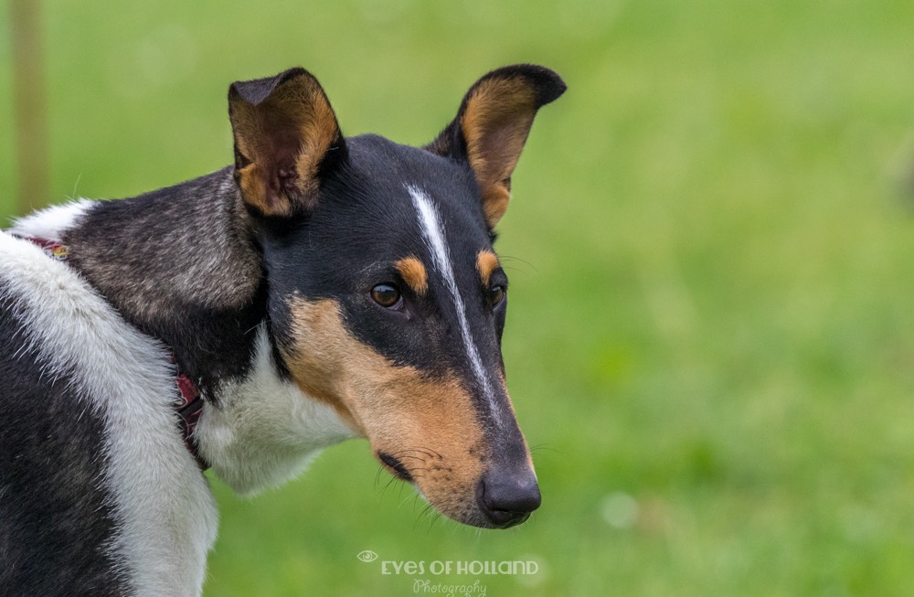 Smooth collie