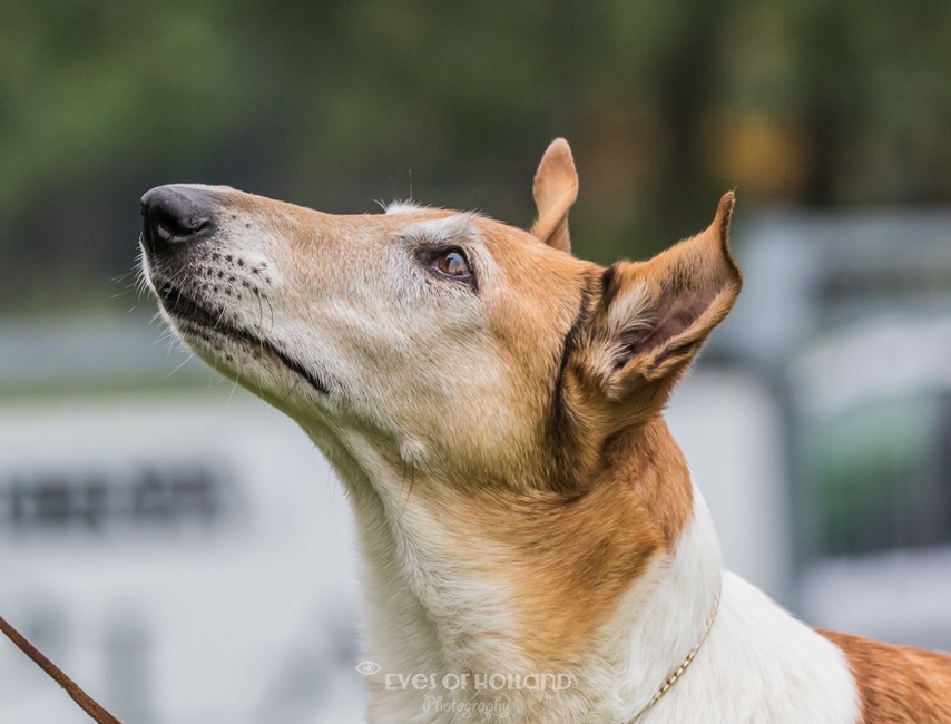 smooth collie