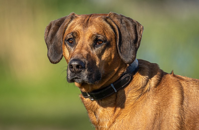 Rodesian Ridgeback