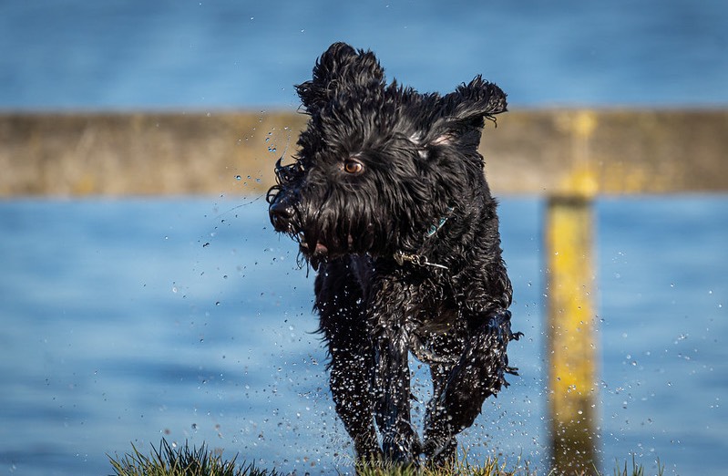 Labradoodle komt uit het water