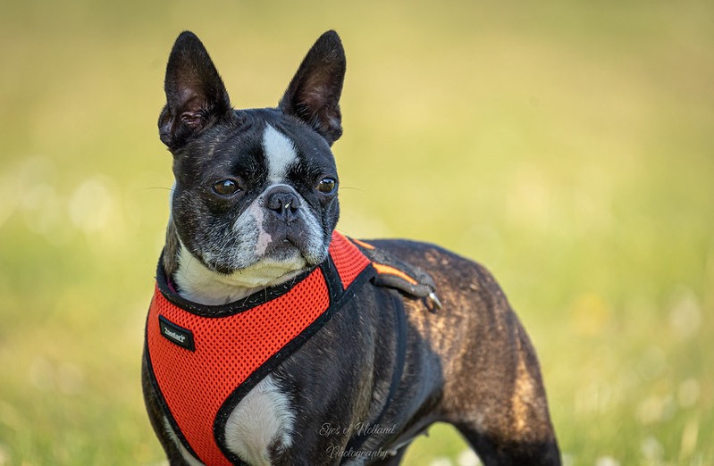 Boston terrier