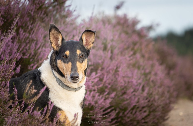 Triss tussen de bloeiende heide